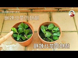 月桂 種植